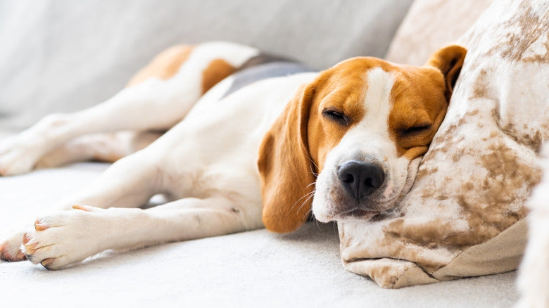 How to Dog-Proof Your Couch: Keep Your Furniture Safe from Furry Friends